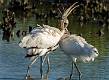 Kirms Photography Wood Storks-10